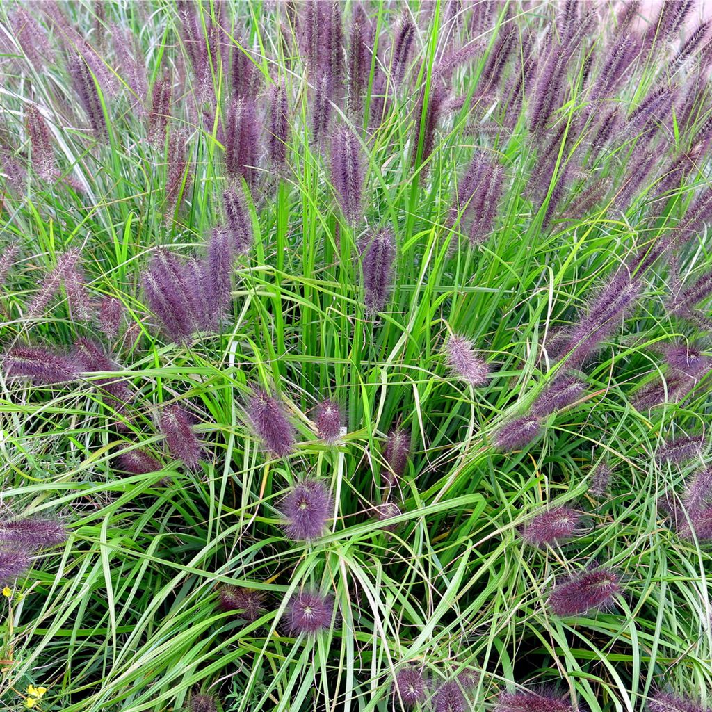 Pennisetum alopecuroïdes Red Head - Sericura