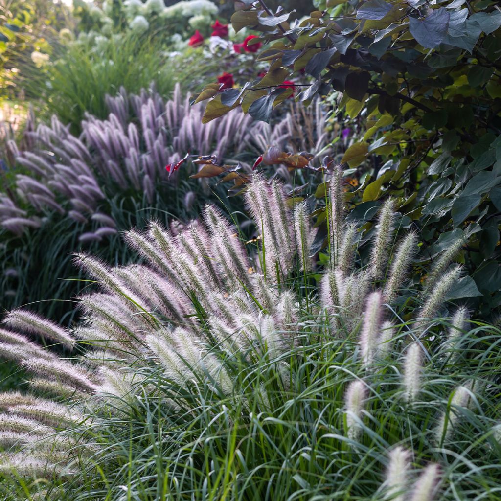 Pennisetum alopecuroïdes Red Head - Sericura