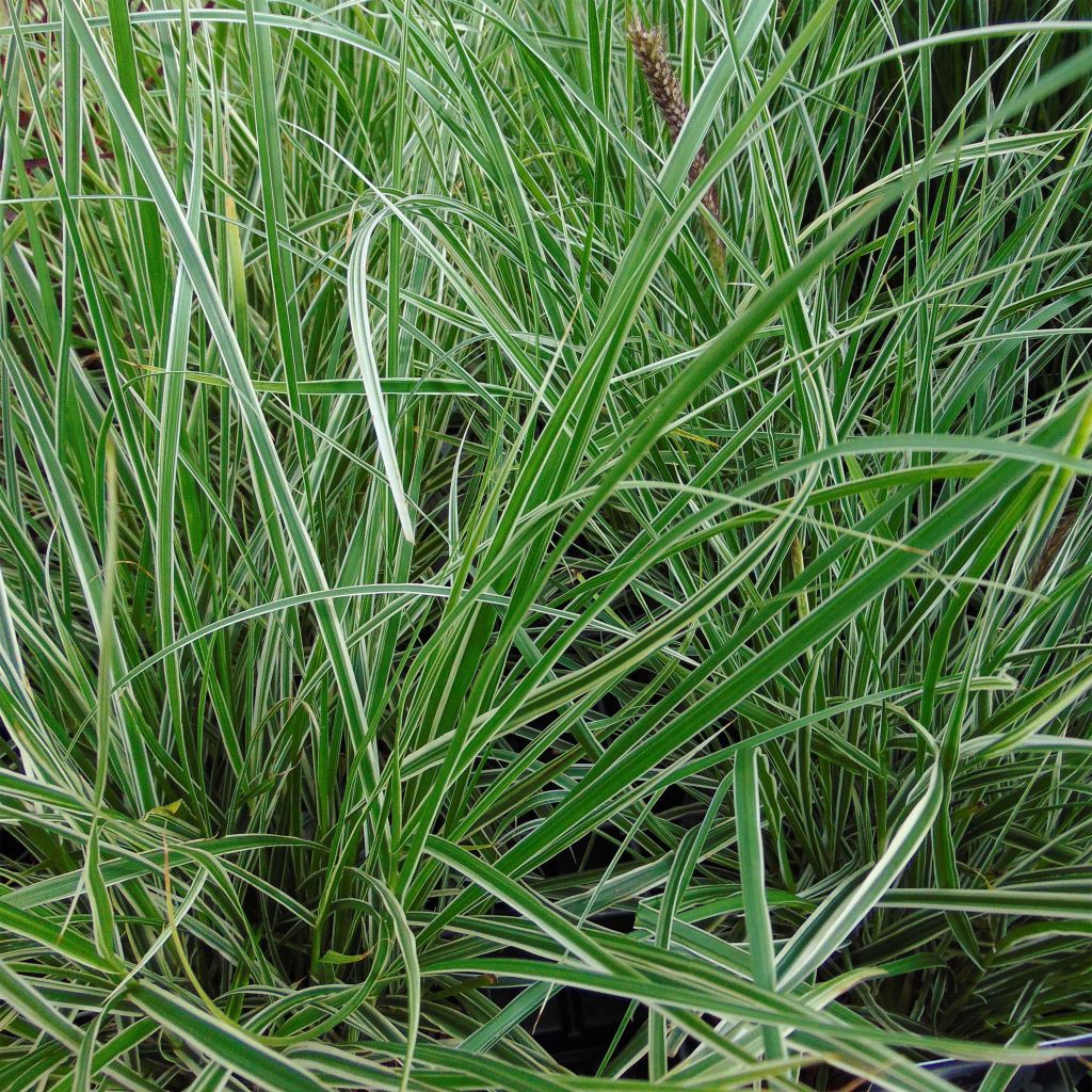 Pennisetum setaceum Skyrocket - Herbe aux écouvillons panachée