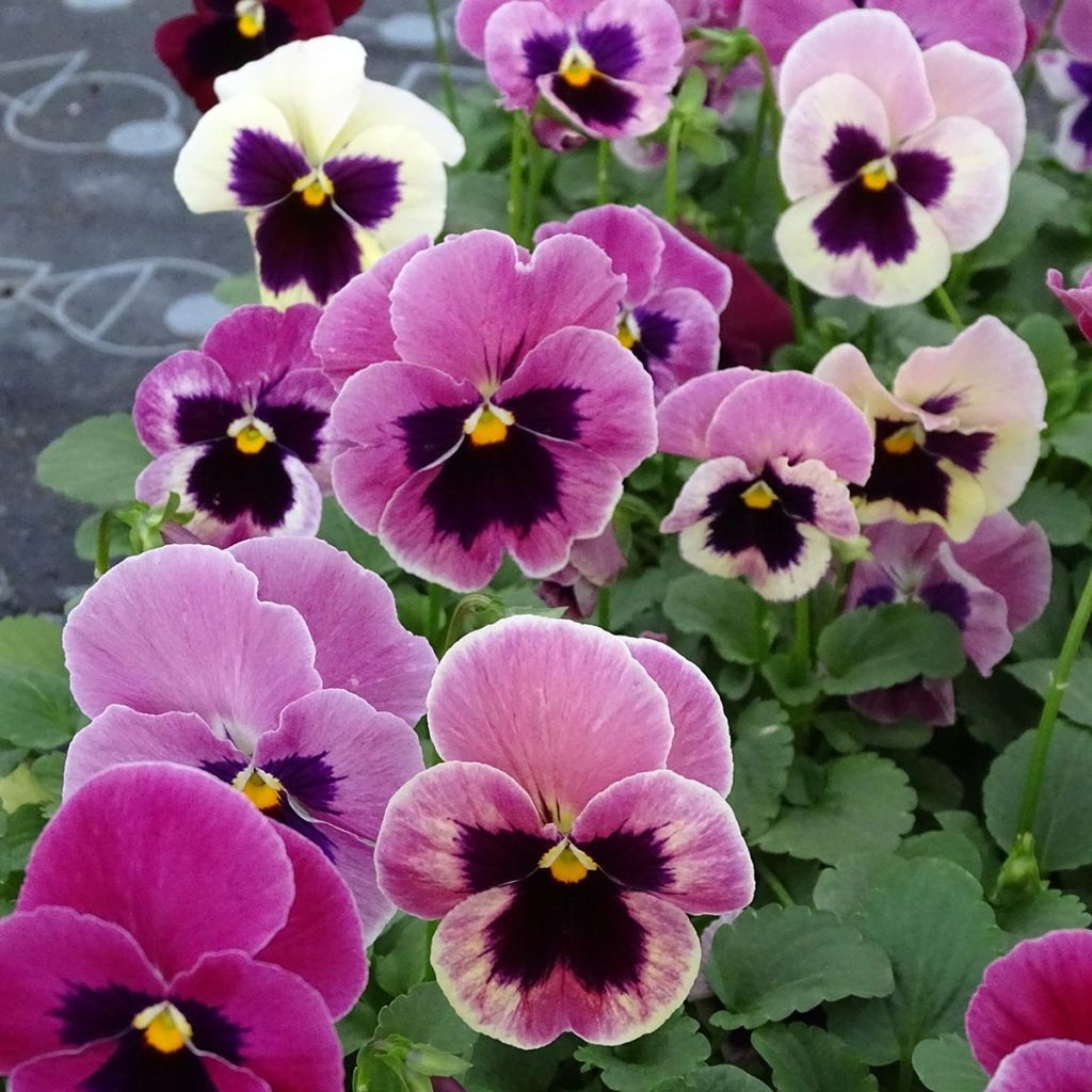 Viola F1 Carrera Tons roses - Violeta