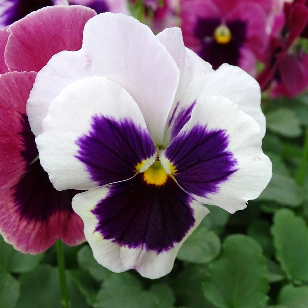 Viola F1 Carrera Tons roses - Violeta