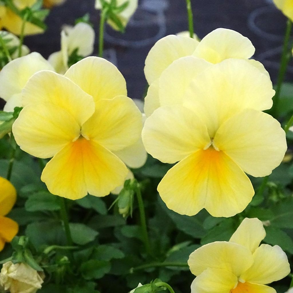Viola Cool Wave Lemon - Violeta