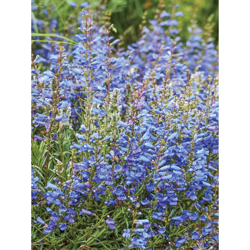 Penstemon heterophyllus Blue Spring - Campanita