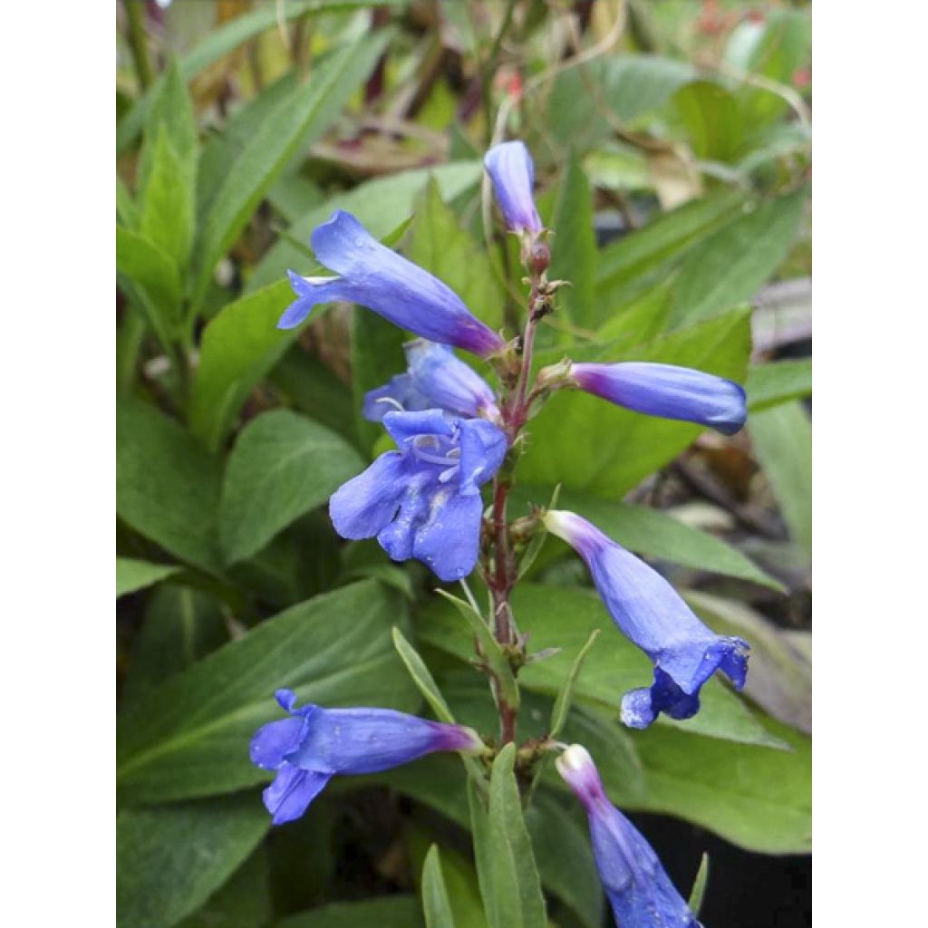 Penstemon heterophyllus Blue Spring - Campanita