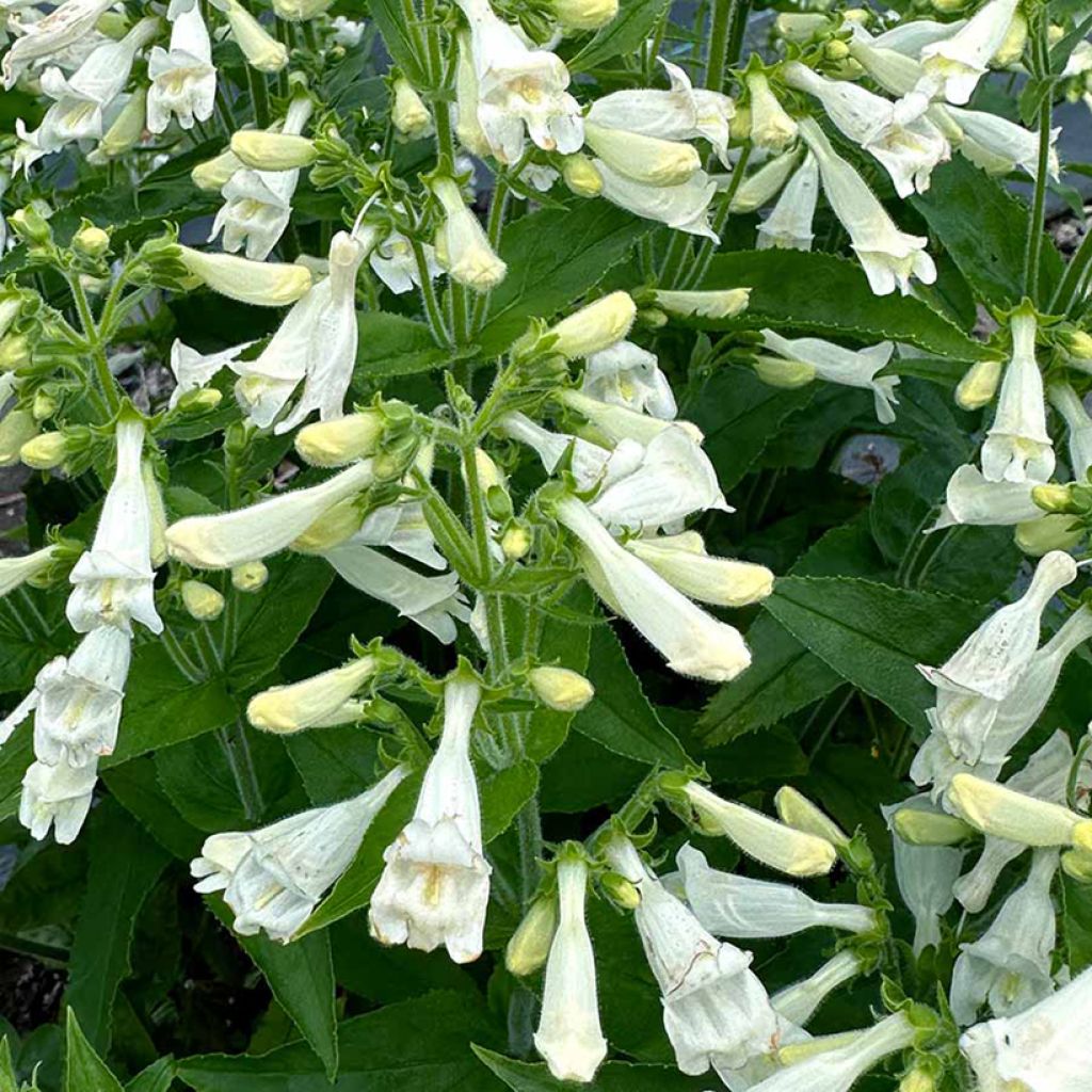 Penstemon Nova Pearl - Campanita