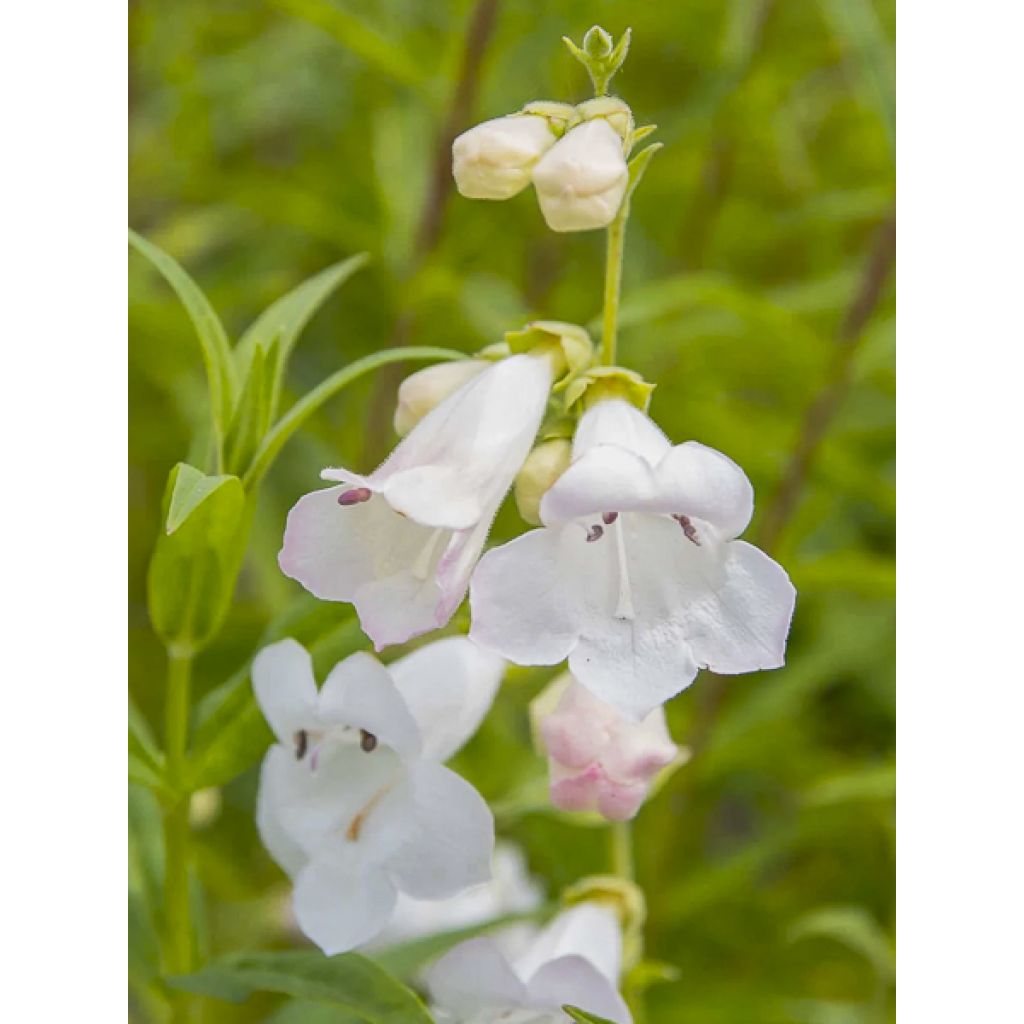 Penstemon Pensham Wedding Day - Campanita