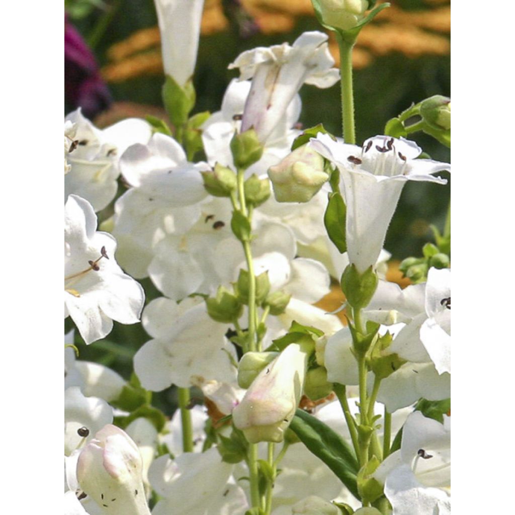 Penstemon Pensham Wedding Day - Campanita