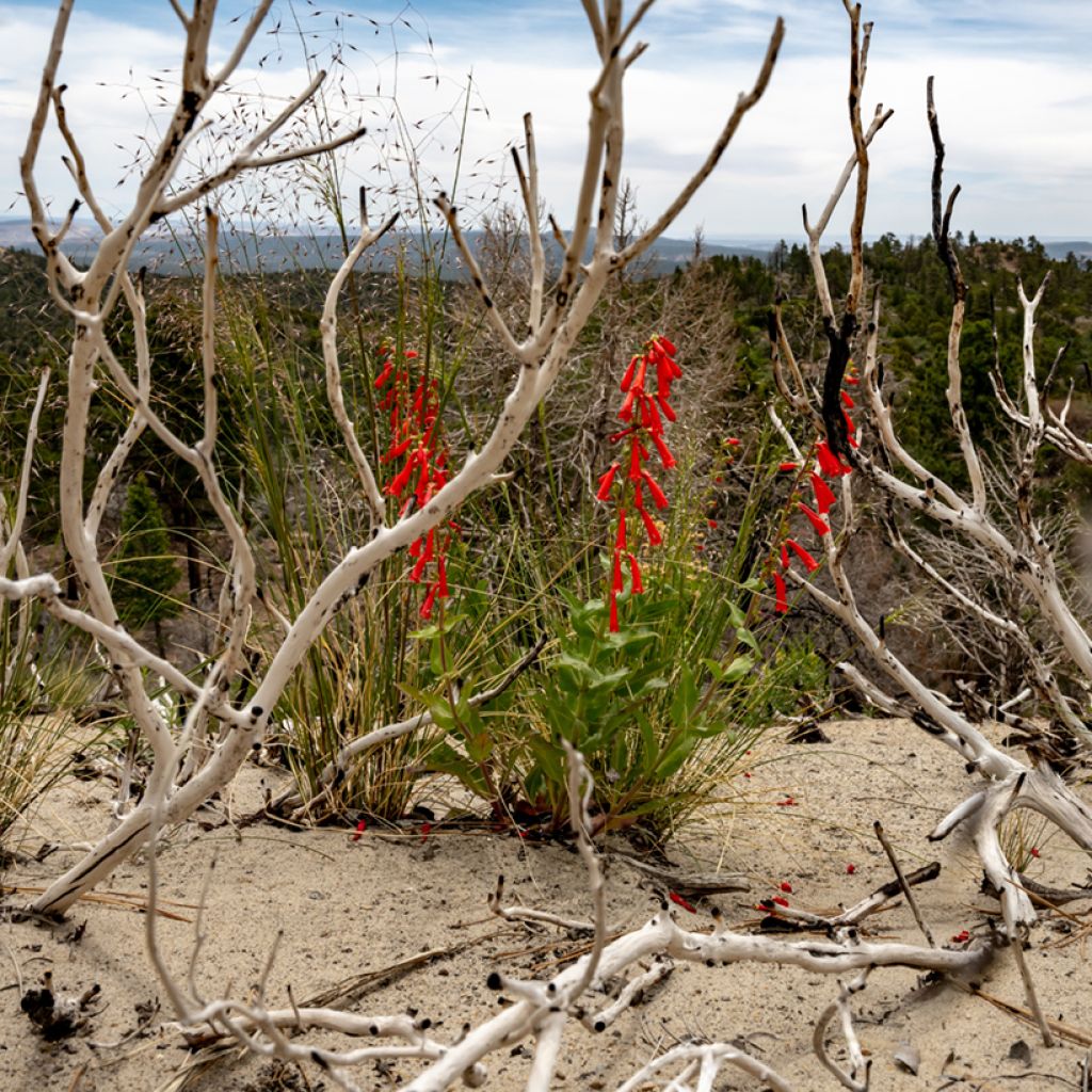 Penstemon eatonii - Campanita