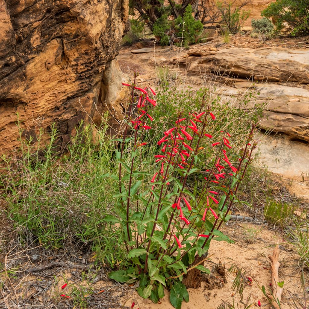 Penstemon eatonii - Campanita
