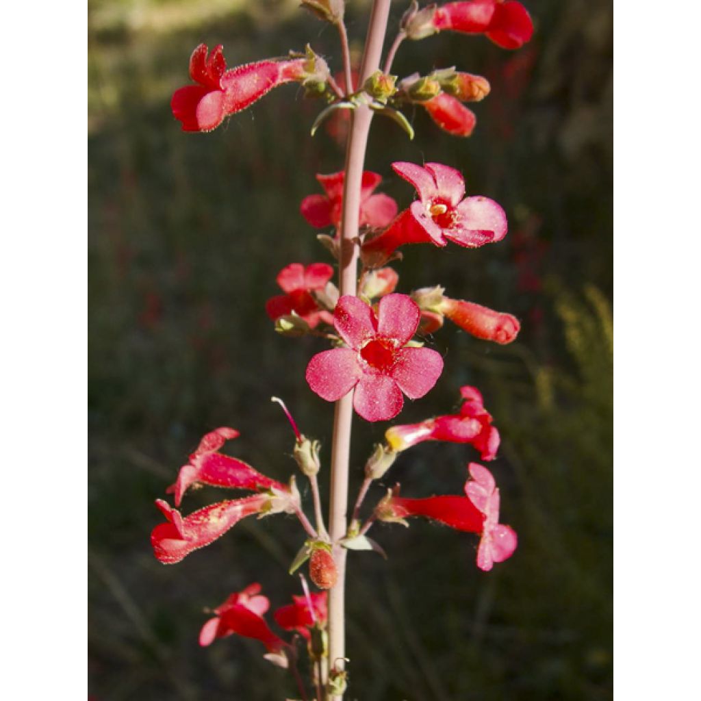 Penstemon superbus - Campanita