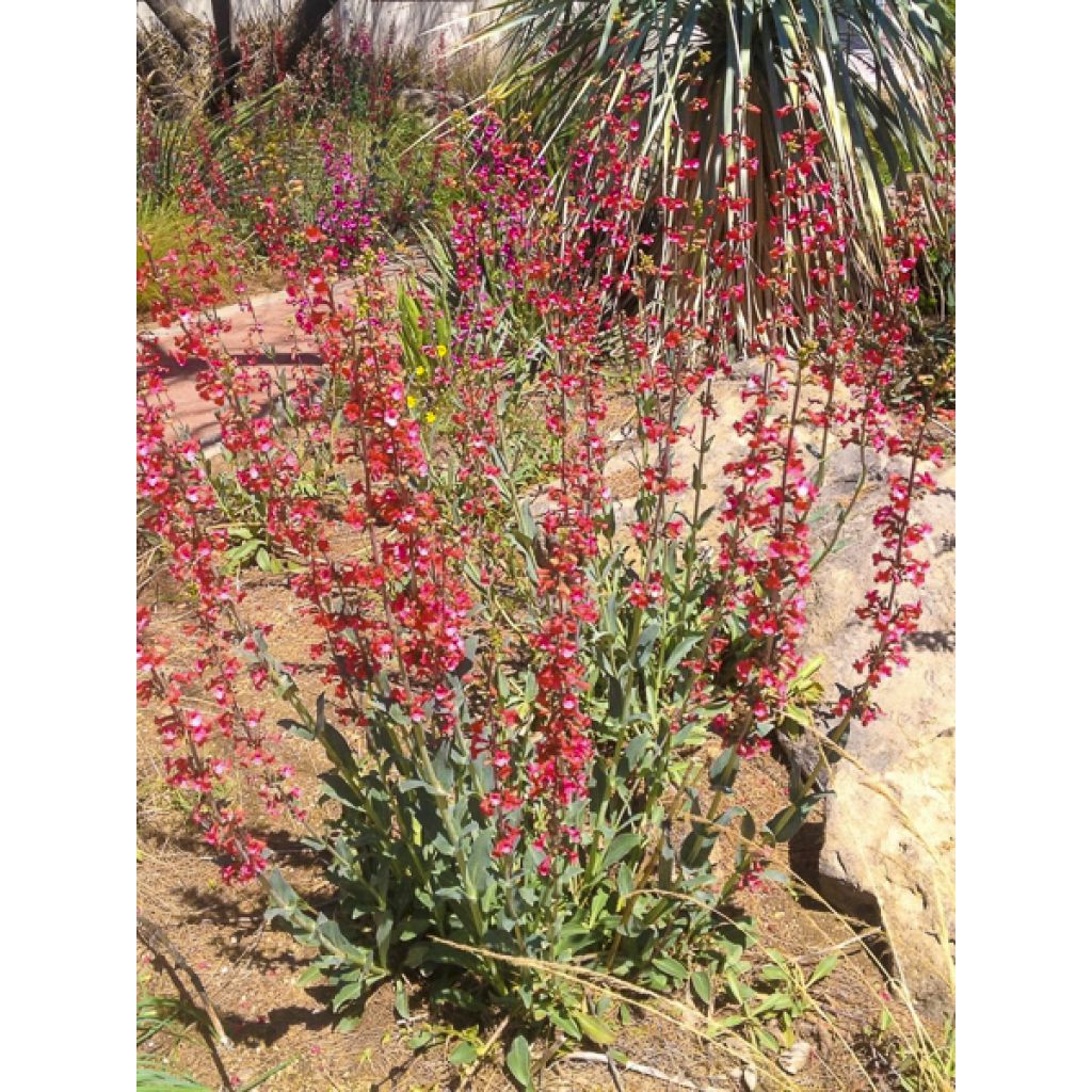 Penstemon superbus - Campanita