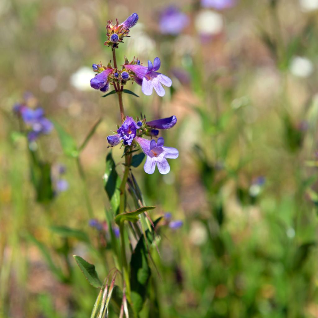 Penstemon virens - Campanita