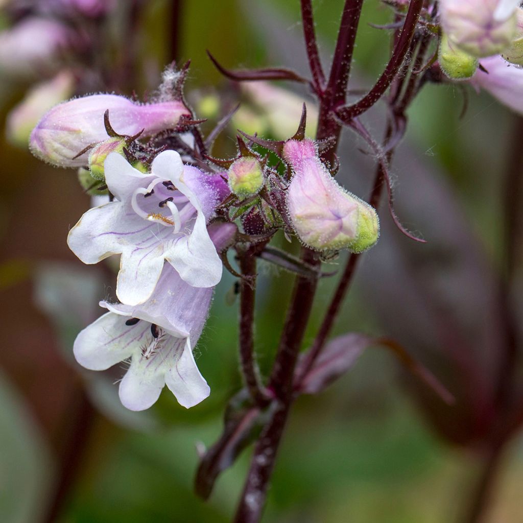 Penstemon digitalis Husker Red (semillas) - Lengua de barba