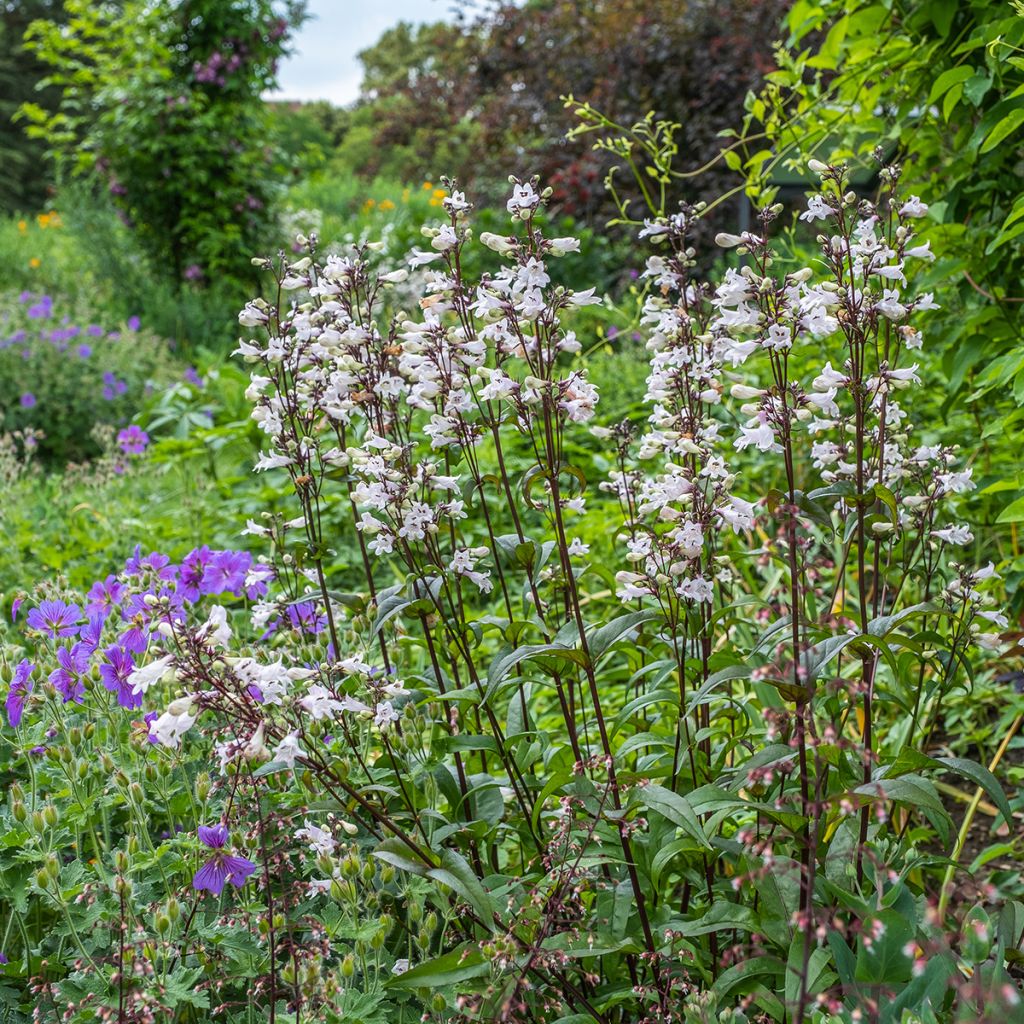 Penstemon digitalis Husker Red (semillas) - Lengua de barba