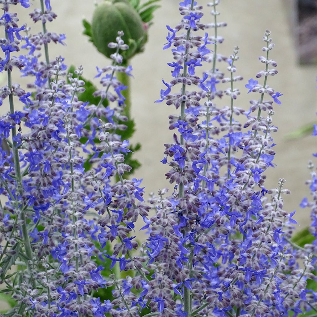 Perovskia atriplicifolia Prime time® - Salvia rusa