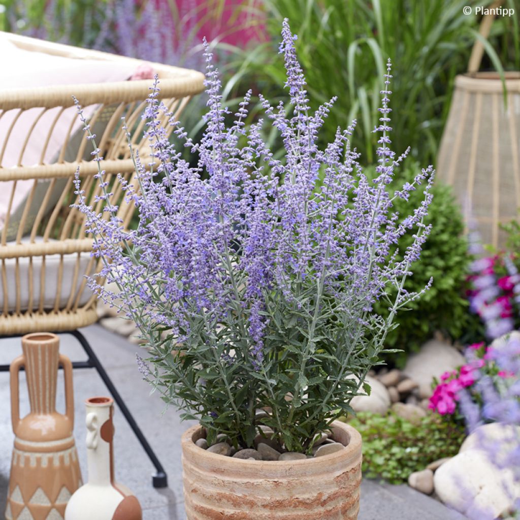 Perovskia atriplicifolia Prime time® - Salvia rusa