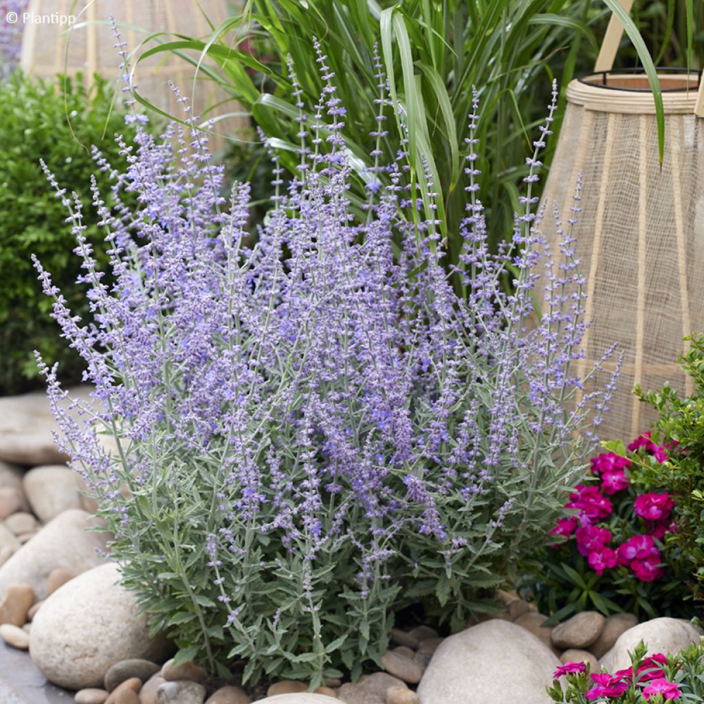 Perovskia atriplicifolia Prime time® - Salvia rusa