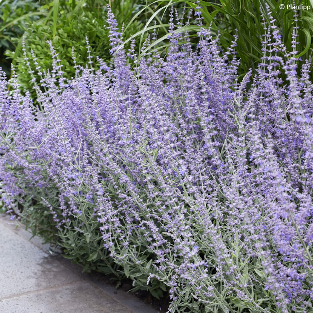 Perovskia atriplicifolia Prime time® - Salvia rusa