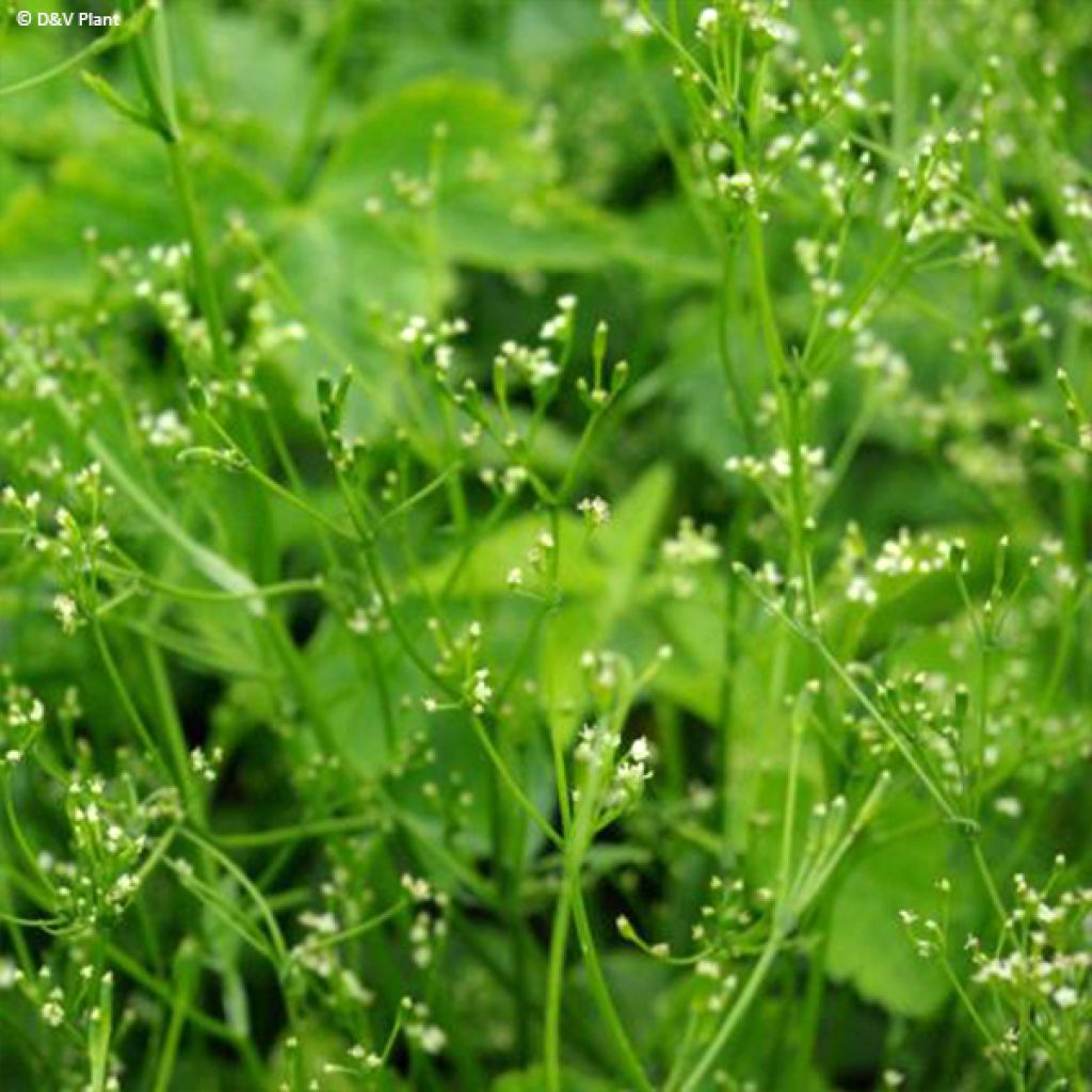 Perejil japonés - Cryptotaenia japonica