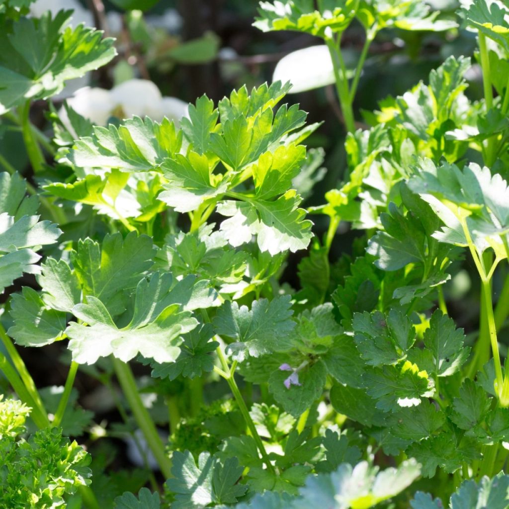 Perejil géant d'Italie (plantas)