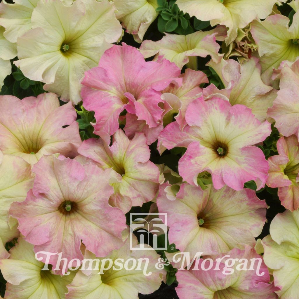 Petunia Sophistica Antique Shades F1 Hybrid