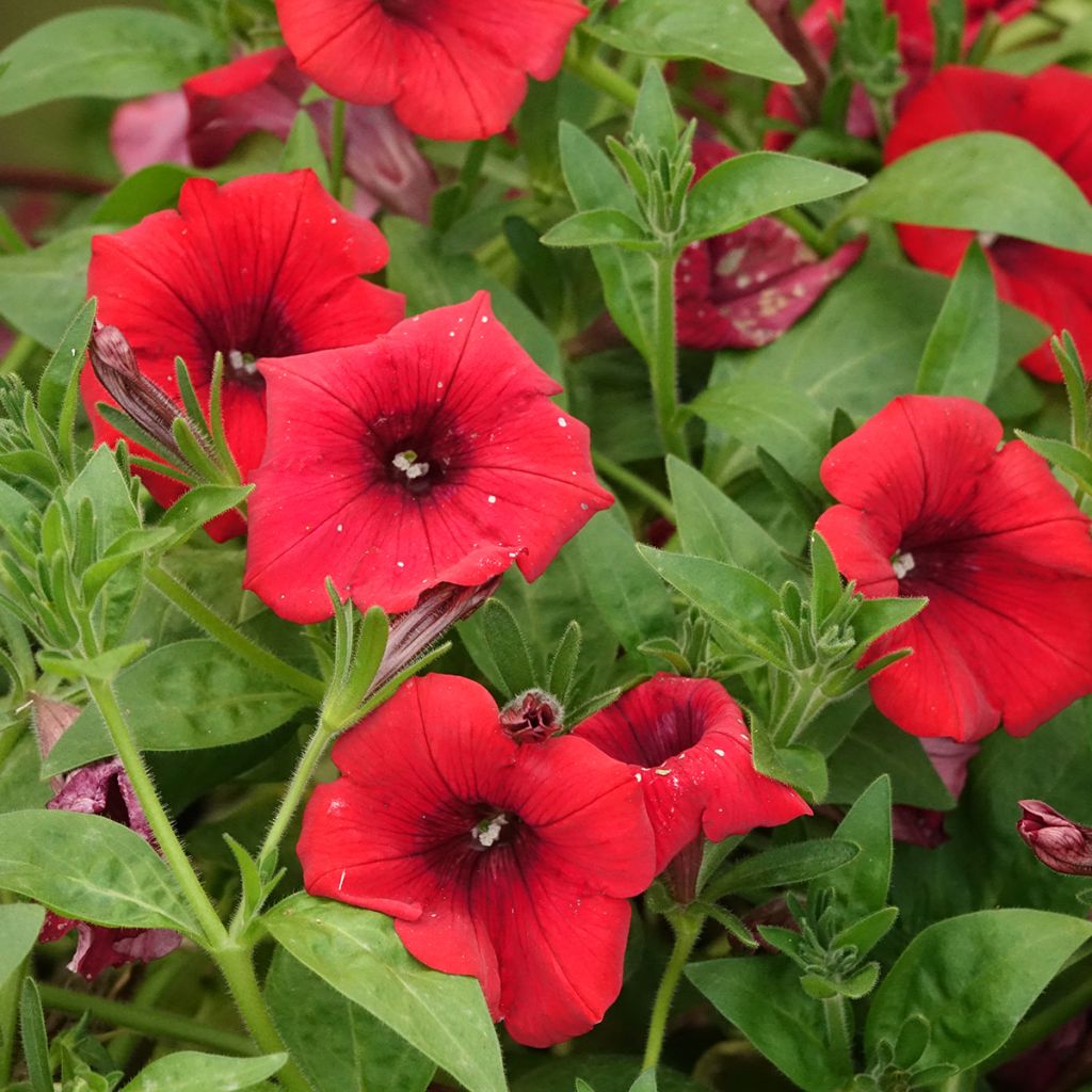 Petunia Deep Red - Surfinia