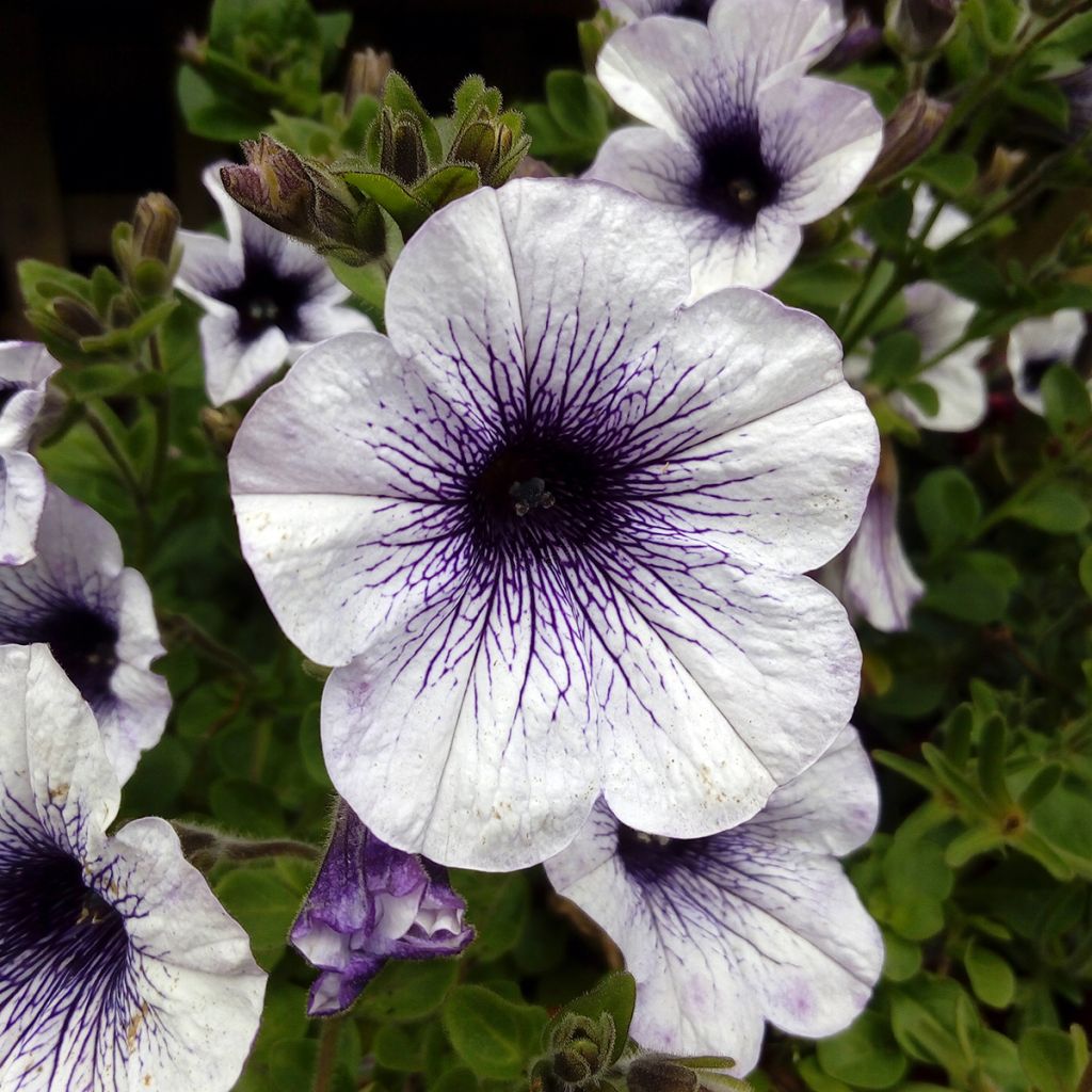 Petunia Blue Vein