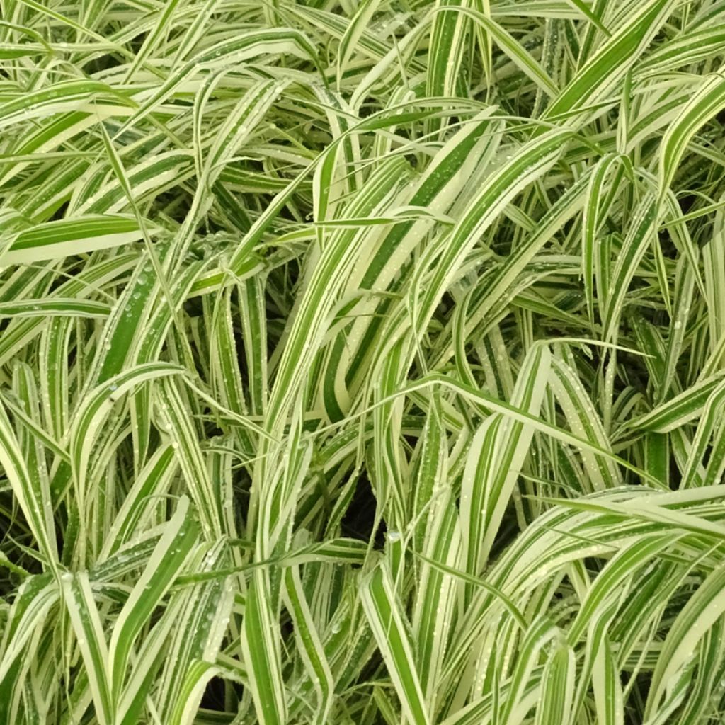 Phalaris arundinacea Picta - Alpiste cinta