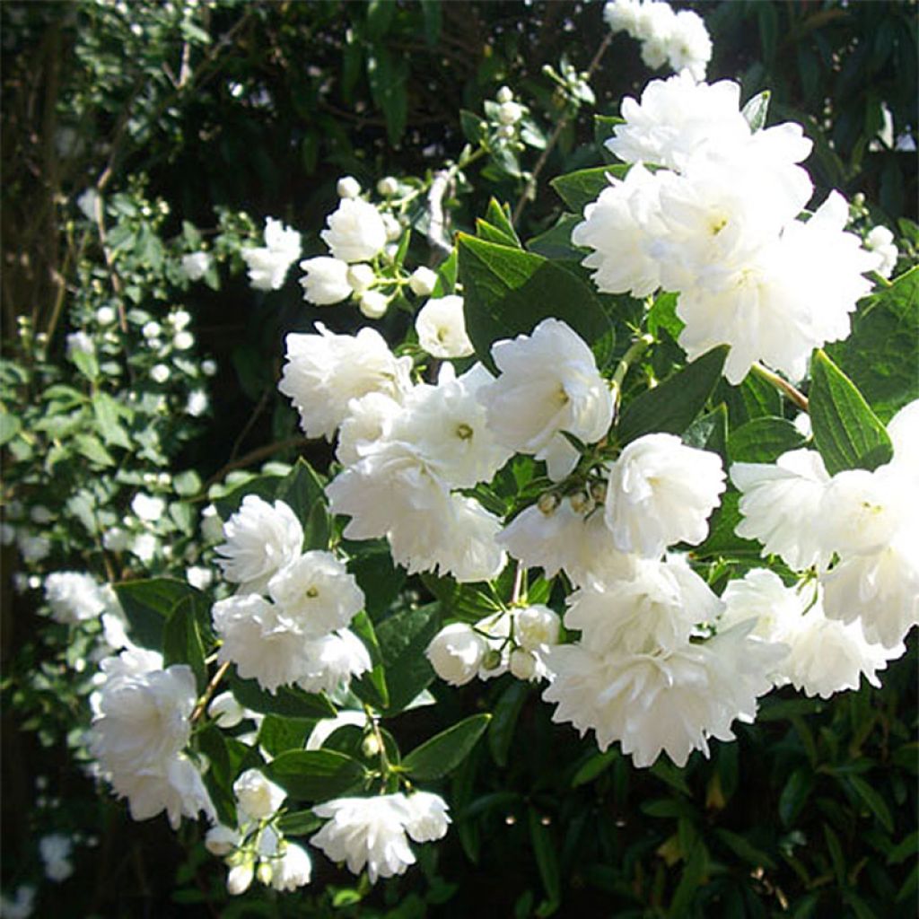 Philadelphus Frosty Morn - Celinda
