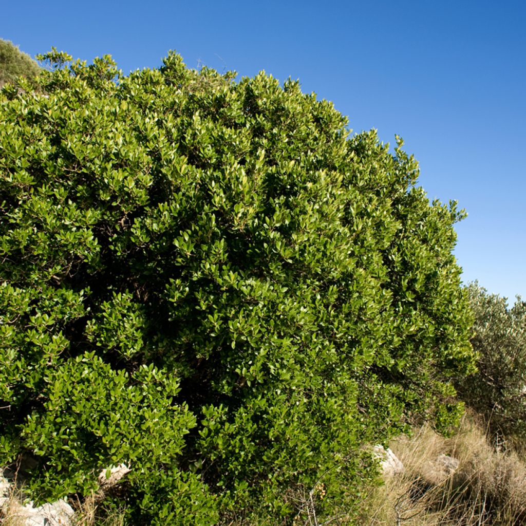 Phillyrea latifolia - Labiérnaga