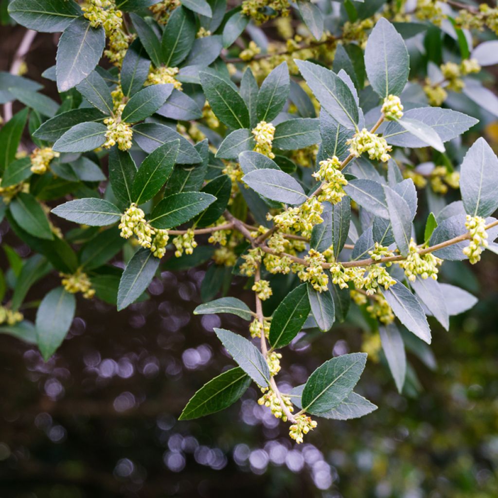 Phillyrea latifolia - Labiérnaga