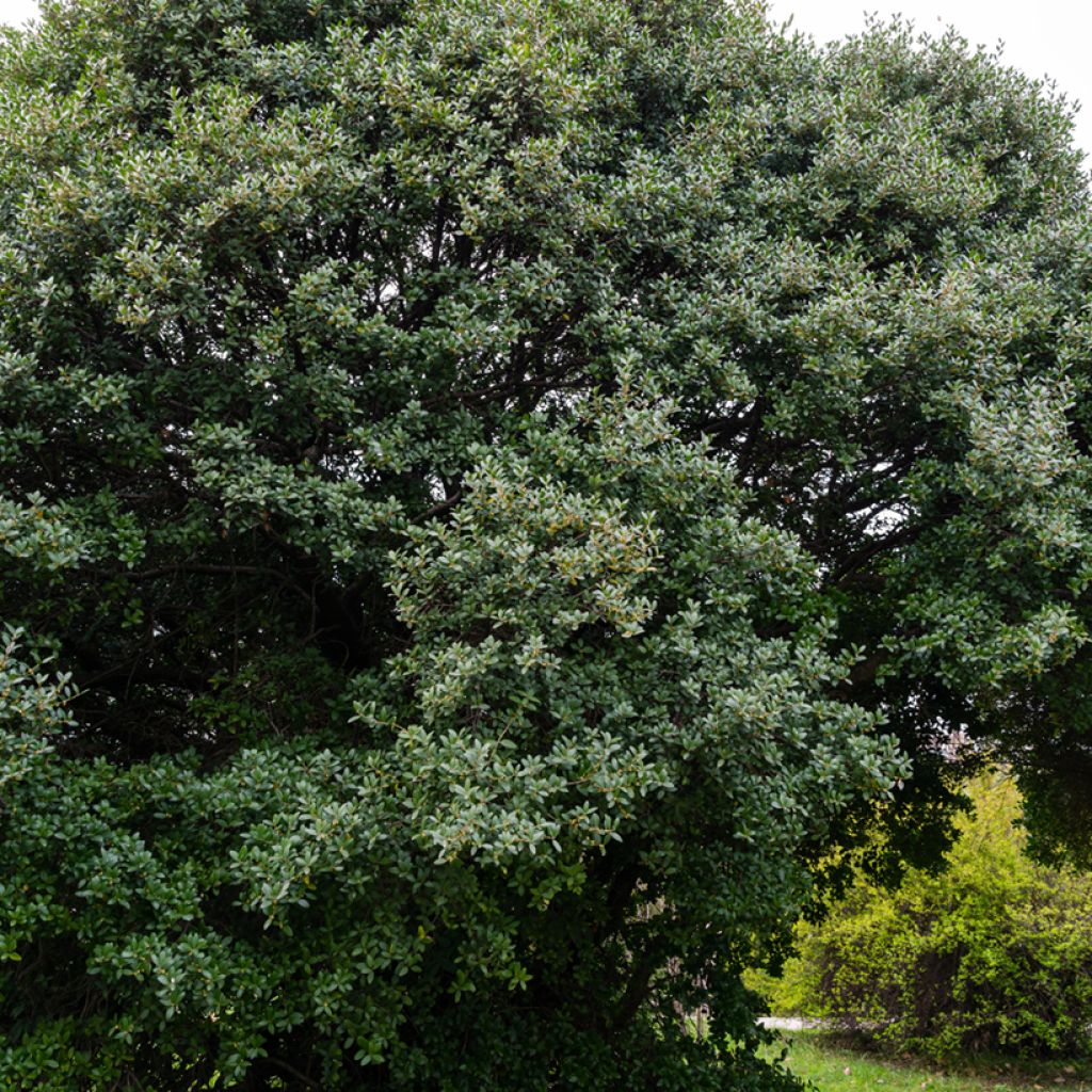Phillyrea latifolia - Labiérnaga