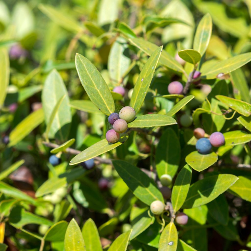 Phillyrea latifolia - Labiérnaga