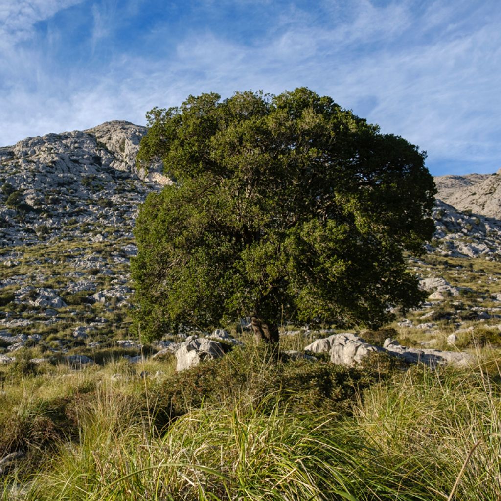 Phillyrea latifolia - Labiérnaga