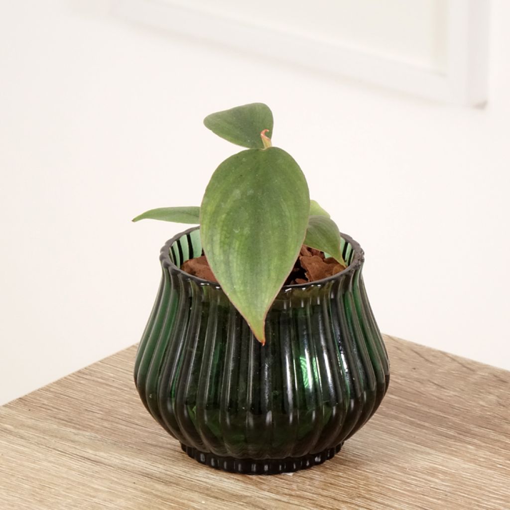 Philodendron sp. Colombia - Filodendro