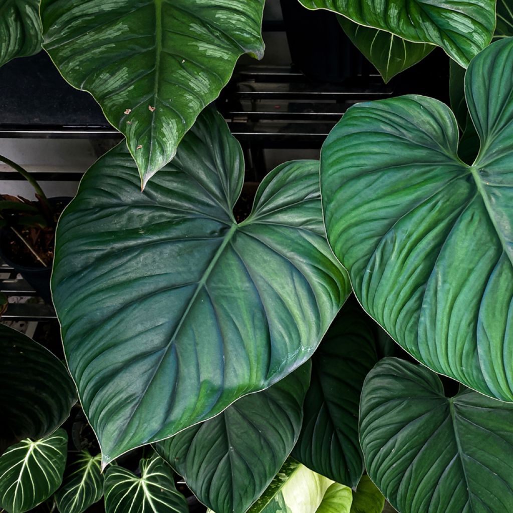 Philodendron sp. Colombia - Filodendro