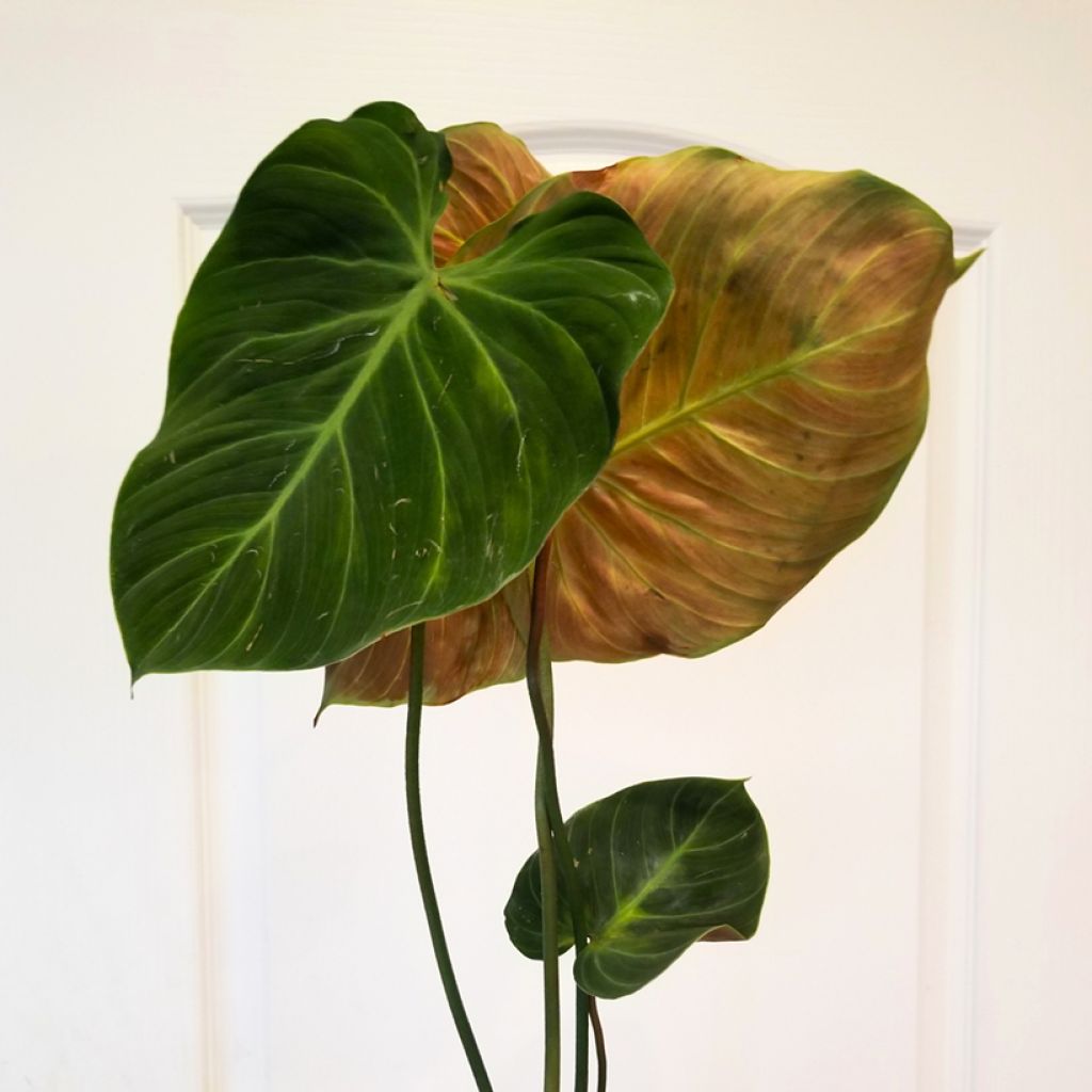Philodendron El Choco Red - Filodendro