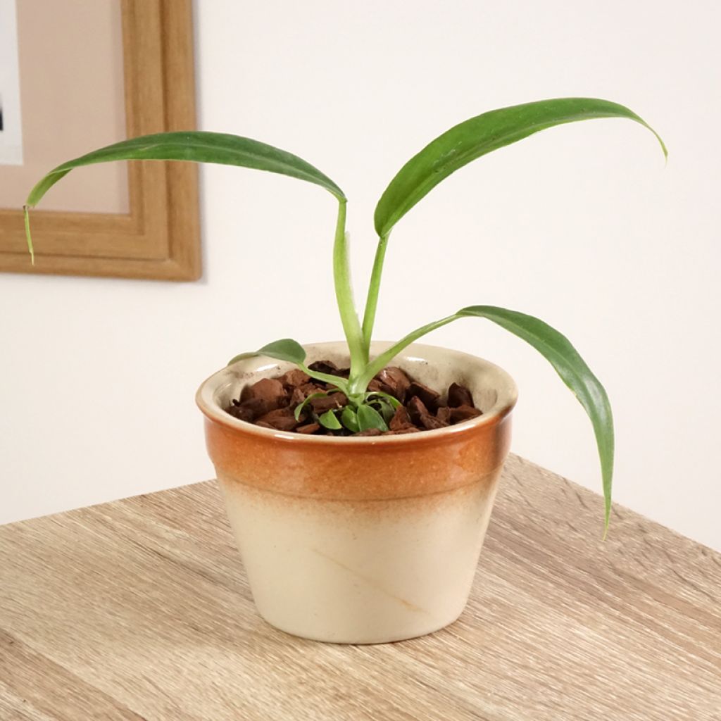 Philodendron elegans - Filodendro