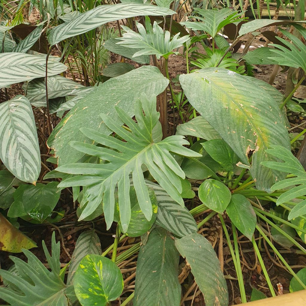 Philodendron elegans - Filodendro