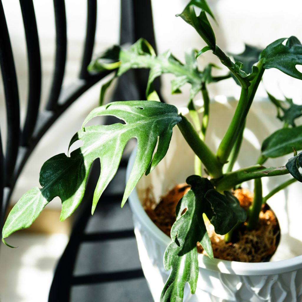 Philodendron elegans - Filodendro