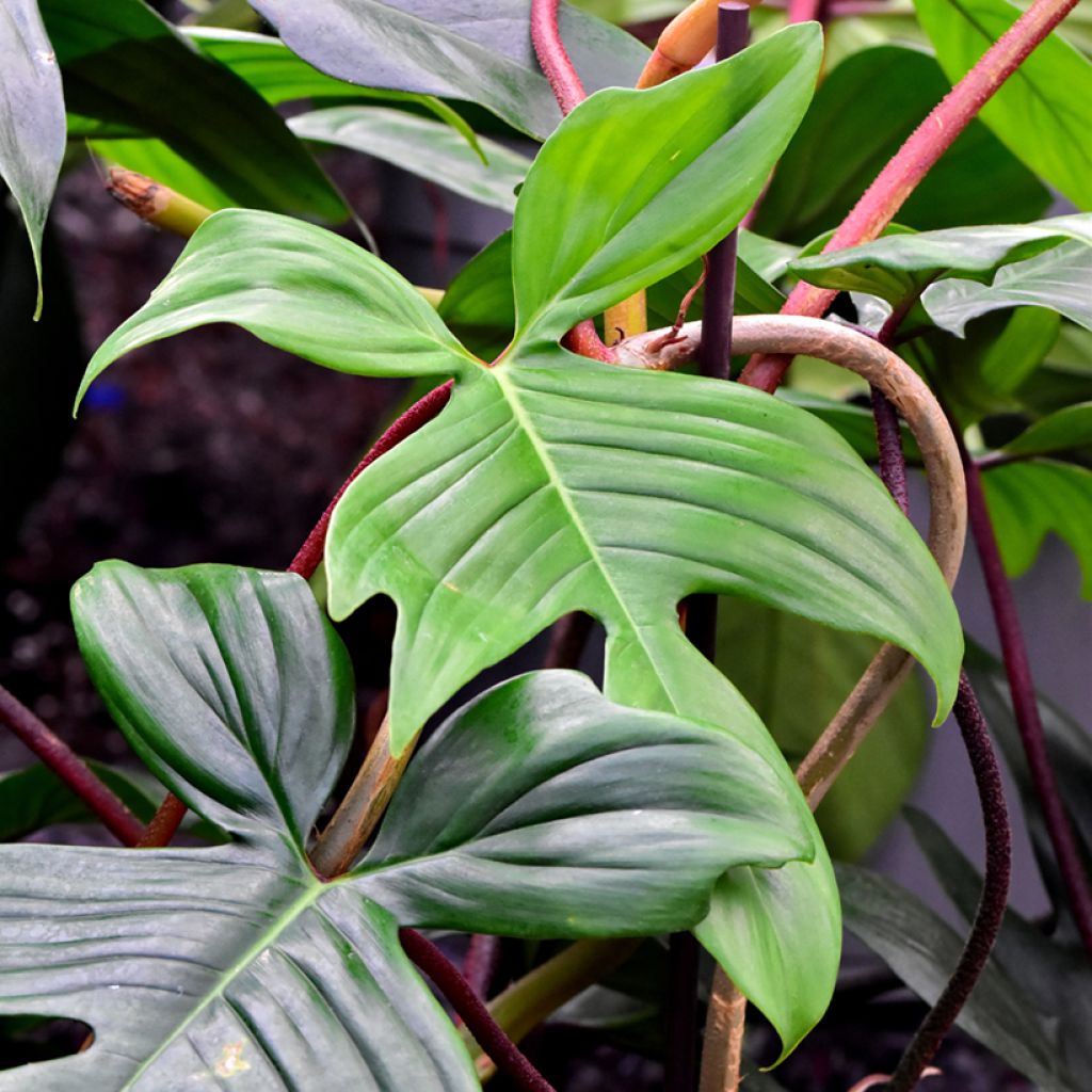 Philodendron Florida Ghost - Filodendro