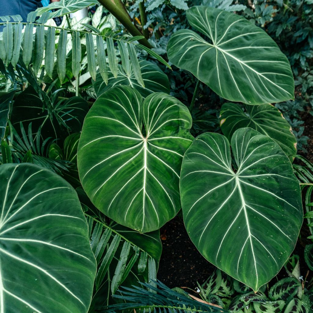 Philodendron gloriosum - Filodendro