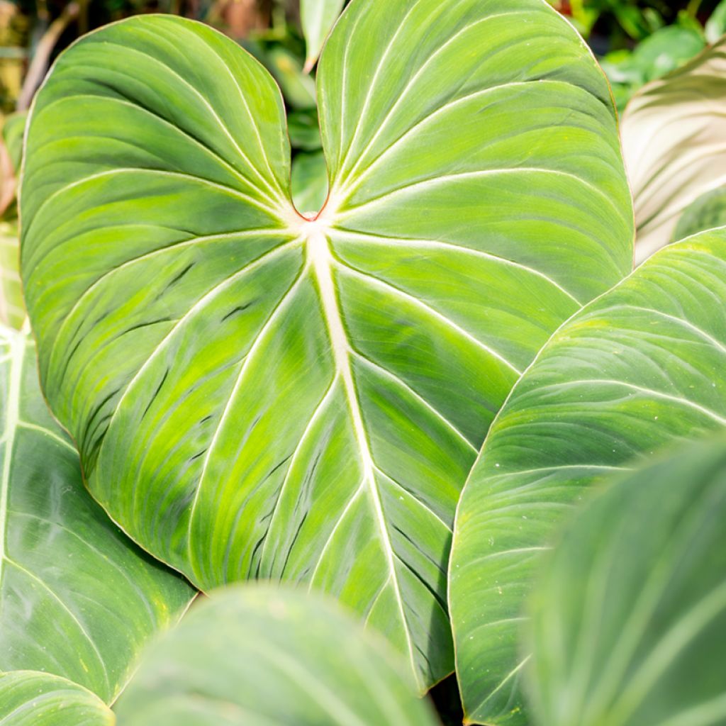 Philodendron gloriosum - Filodendro