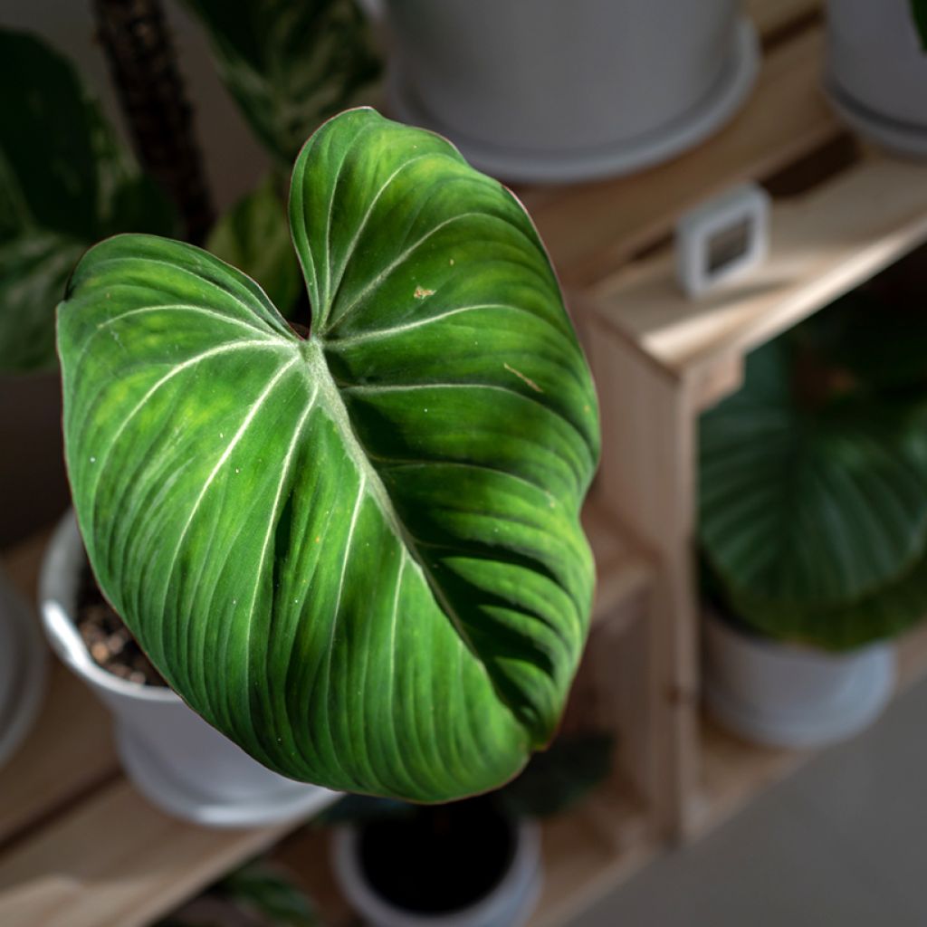 Philodendron gloriosum - Filodendro