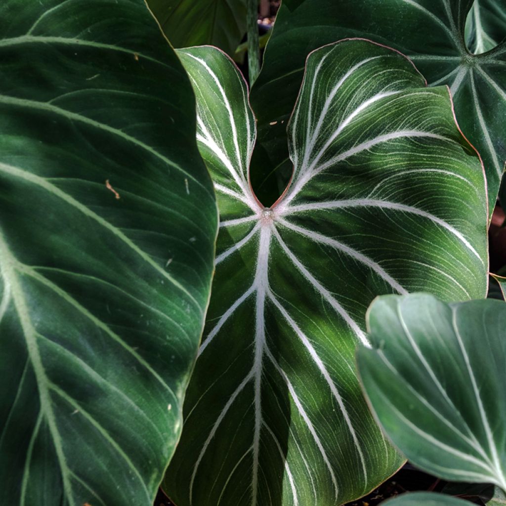 Philodendron gloriosum - Filodendro