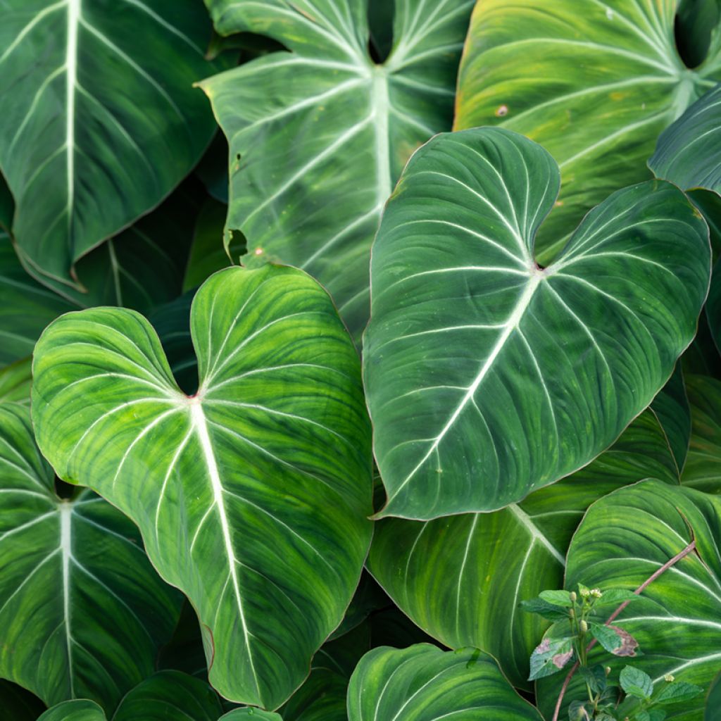 Philodendron gloriosum - Filodendro