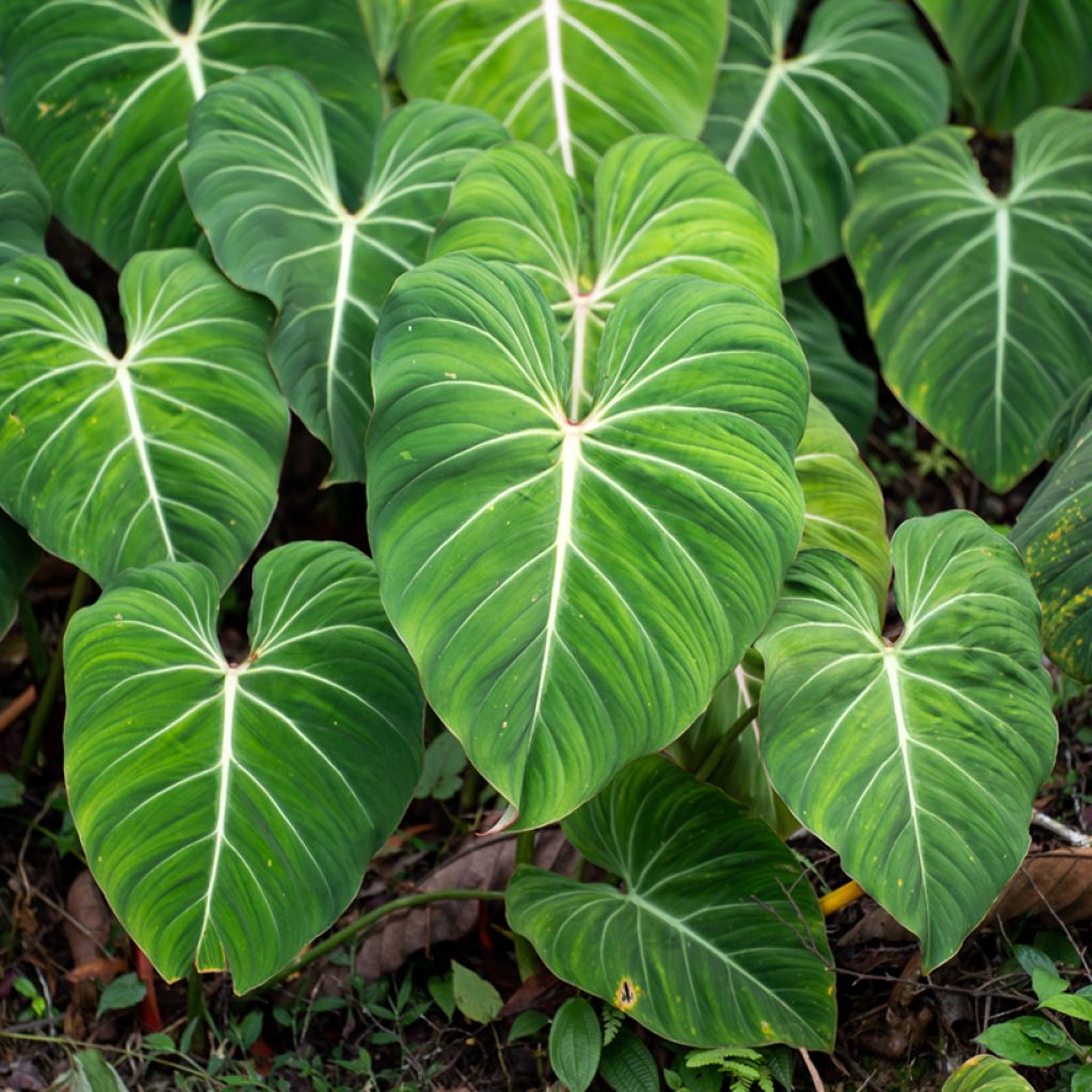 Philodendron gloriosum - Filodendro