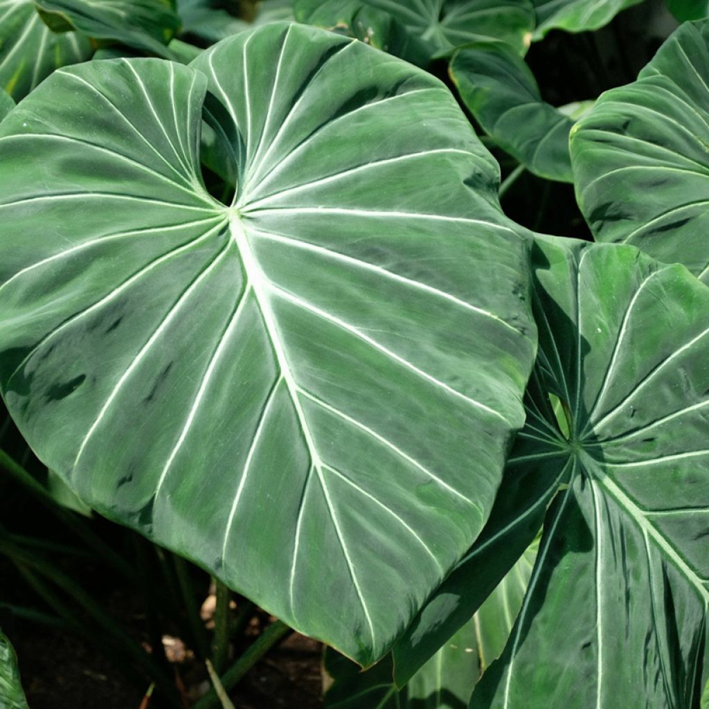 Philodendron gloriosum - Filodendro