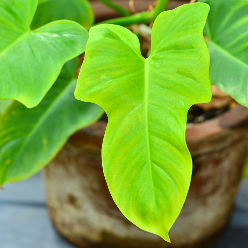 Philodendron Golden Violin - Filodendro
