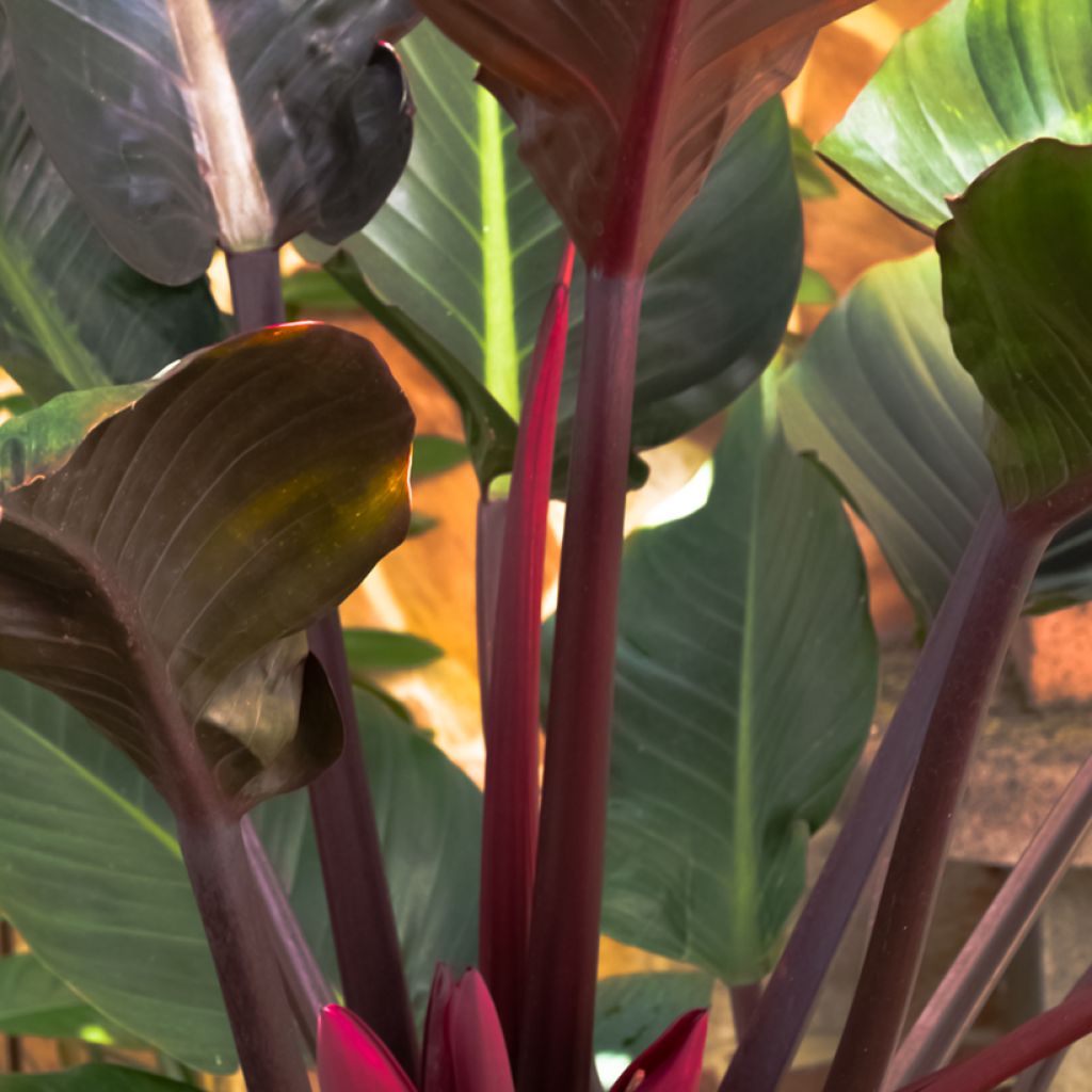 Philodendron Imperial Red - Filodendro